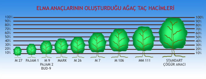 <a title='Elmada Çeşitlerine Göre Sertlik Oran Değerleri' href='https://www.muhendistarim.com.tr/konu/4208/elmada-cesitlerine-gore-sertlik-oran-degerleri'>Elmada</a> Kullanılan Klon Anaçları Nelerdir? M9 Tam Bodur Çöğür Elma Fidanı