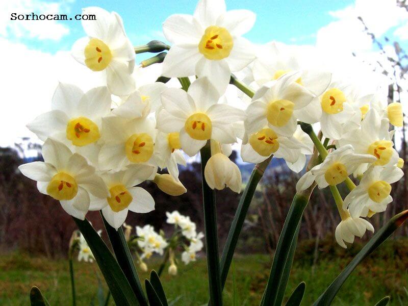 Nergis Çiçeği Yetiştiriciliği