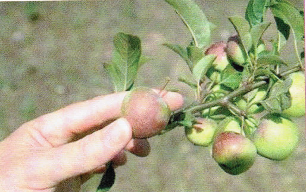 Meyve De Seyreltme Ne Zaman Yapılır?