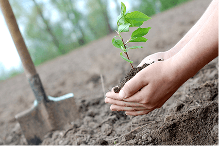 Elma Ağacı Dikim Zamanı Ne Zaman?