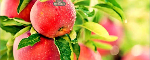 Elmada Döllenme Problemi Neden Olur?