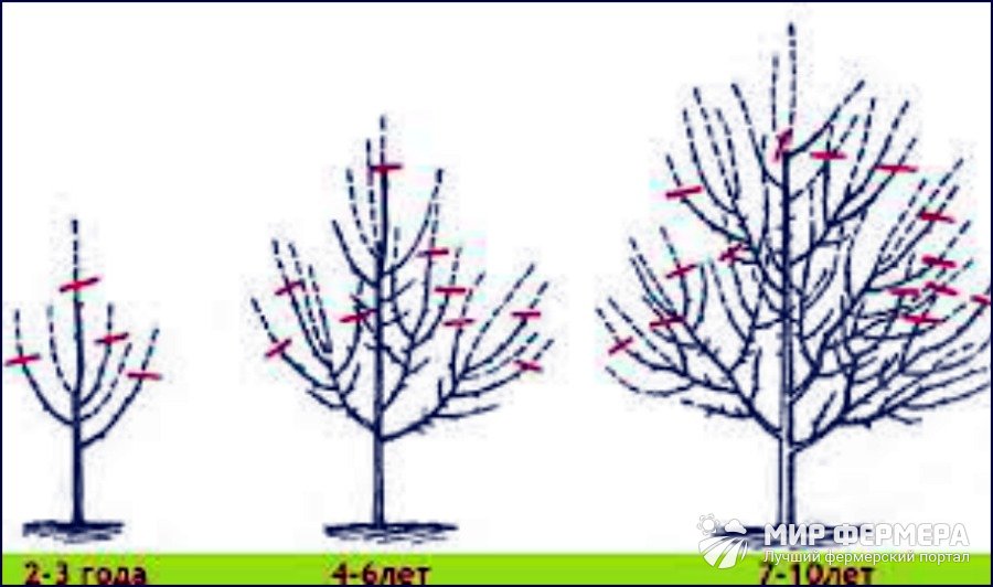 Elma Budama Nasıl Yapılır?