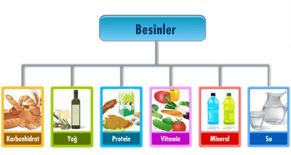 Temel Besin Grupları Nelerdir?