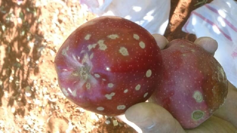 Elma Karaleke Hastalığı