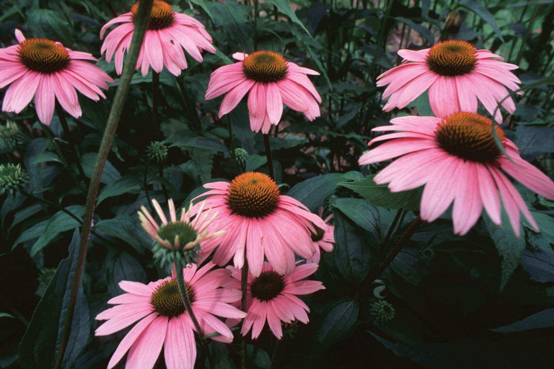 Ekinezya Faydaları Ve Zararları