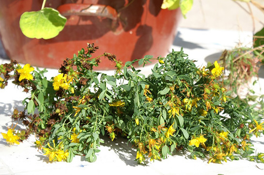 Kantaron Çayının Faydaları