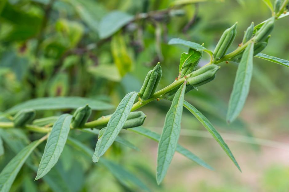 Susam Tarımı Nasıl Yapılır?