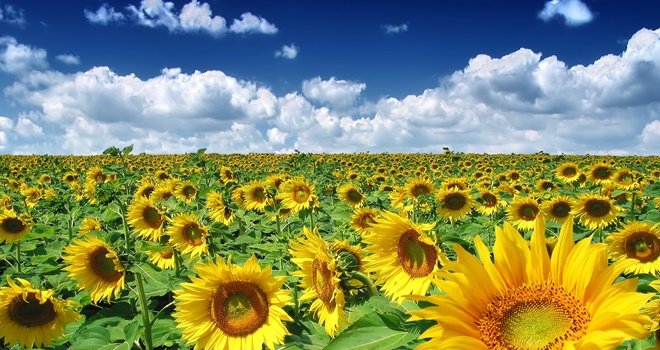 Ayçiçeği Yetiştiriciliği