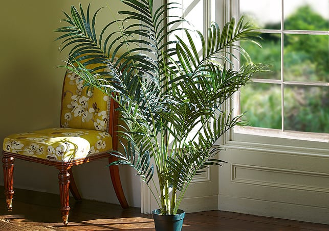 Ofislerde Kullanılan Popüler İç Mekan Bitkileri