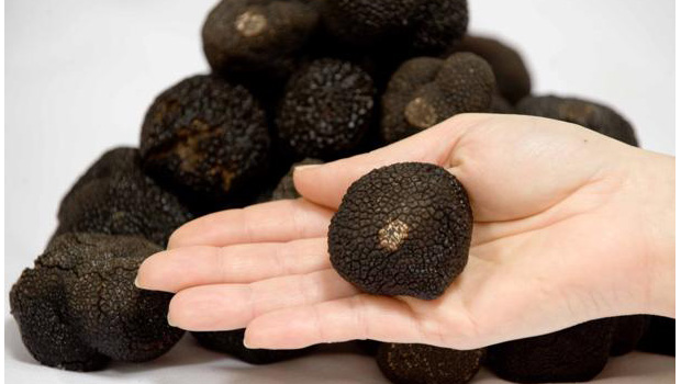 Türüf Mantarı Nasıl Yetiştirilir? Türüf Mantarı