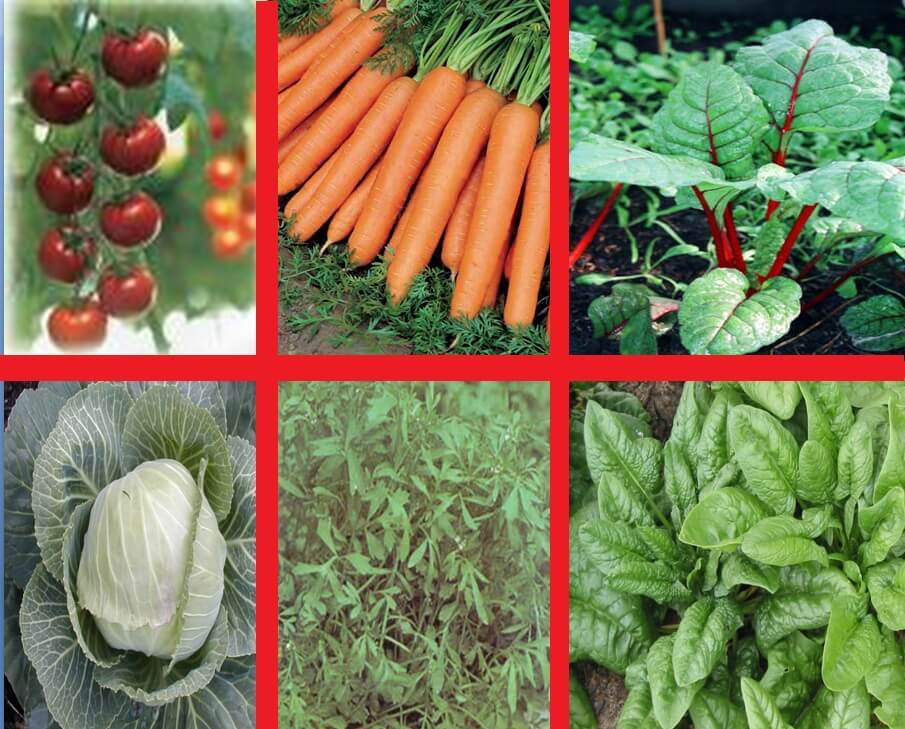 Önemli Sebze Zararlıları Nelerdir?