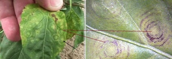 Domates Lekeli Solgunluk Virüsü Belirtileri, Nedenleri Ve Mücadelesi