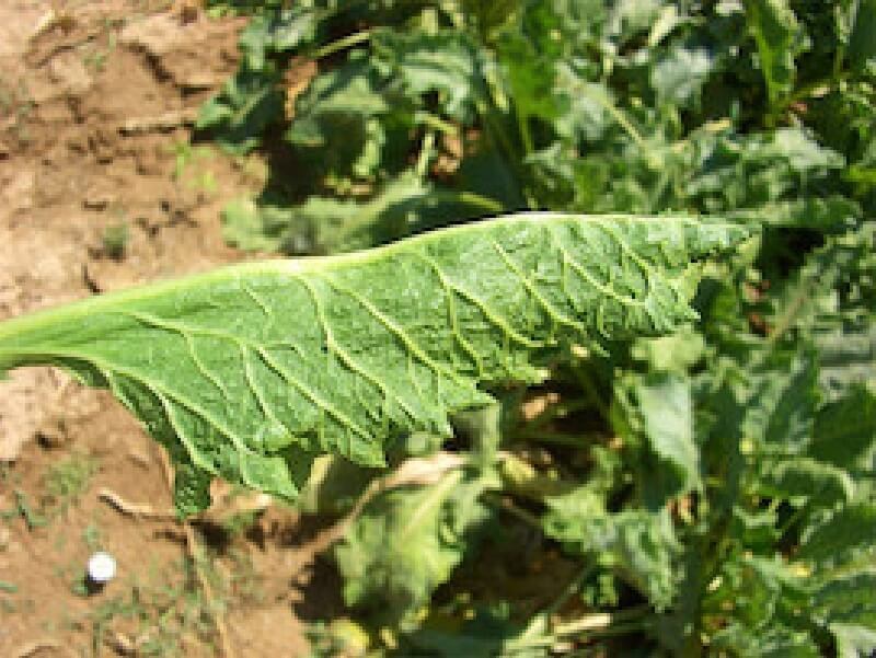 Şeker Pancarında Yaprak Kenarı Dürülmesi