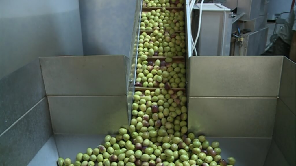 Profosyonel Zeytin Yetiştiriciliği Nasıl Yapılır?