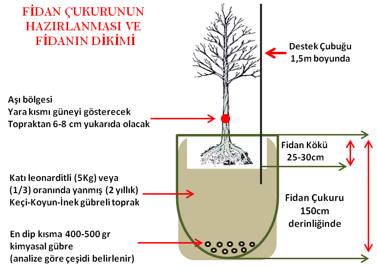 Fidan Dikimi Ne Zaman Ve Nasıl Yapılır?
