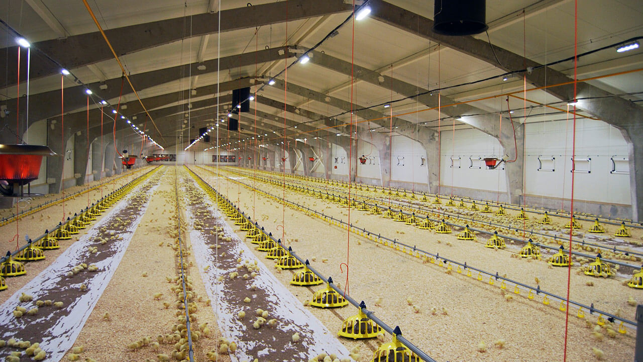 Tavuklar İçin Günde Kaç Saat Işık Gerekir?