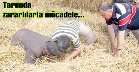 Tarımsal Zararlılara Karşı Kültürel Önlemler Nelerdir?