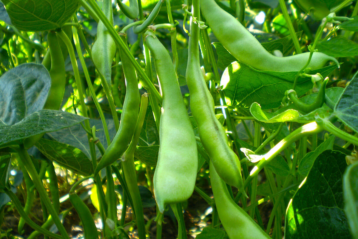 Fasulye Yetiştiriciliğinde Gübreleme Programı Nasıl Olmalıdır? Fasulye Gübreleme Programı