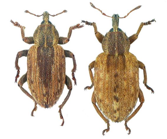 Yonca Hortumlu Böceği