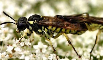 Gül Filiz Burgusu Nedir? Zararları Ve Mücadele Yöntemleri