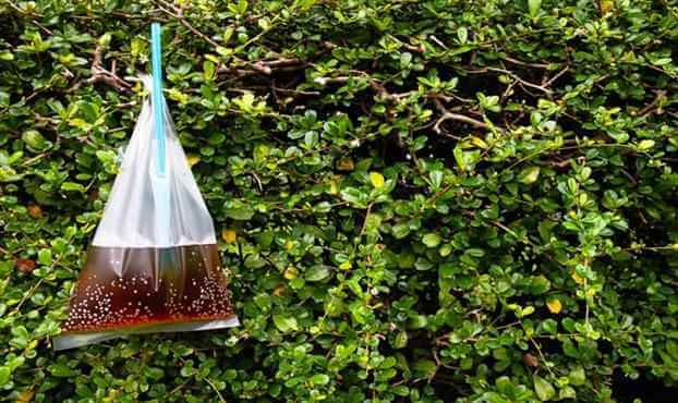 Karasineklerden Kurtulma Yolları Nelerdir?