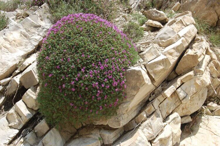 Geven Otunun Sağlığa Faydaları ve Zaraları