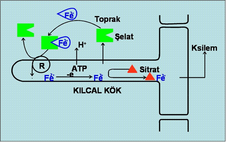 Bitkilerde Neden Şelatlanmış Demir Kullanmalıyız?
