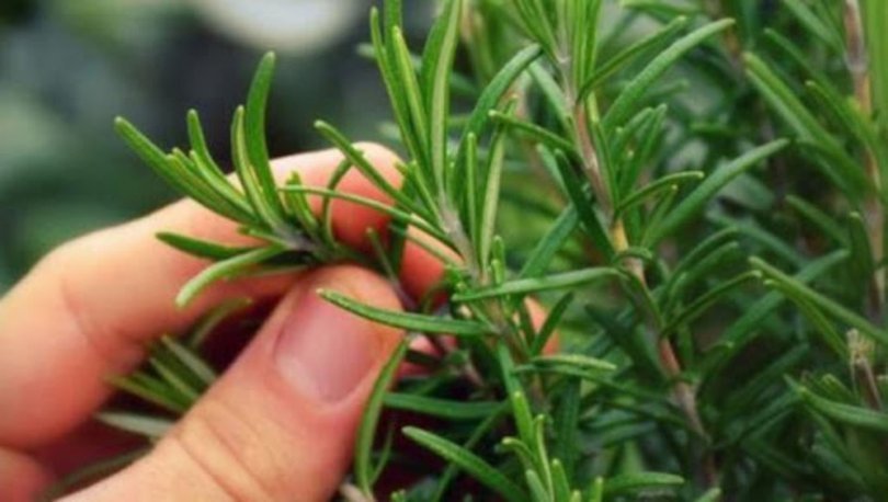 Tıbbi Ve Aromatik Bitkiler Tıbbi Ve Aromatik Bitkiler