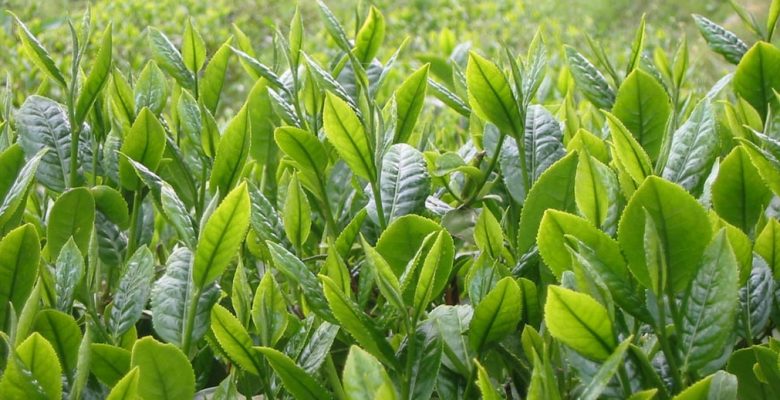 Çay Tarımı Nasıl Yapılır? Çay Yetiştiriciliği