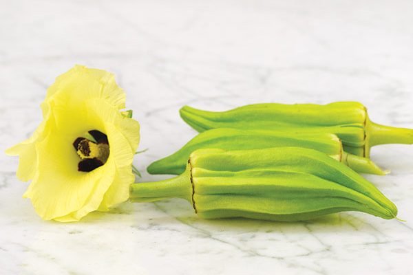 Bamya Yetiştiriciliği Nasıl Yapılır? Bamya