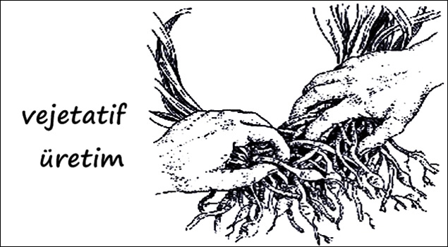 Bahçe Bitkilerinde Çoğaltma Metodları Bahçe Bitkilerinde Çoğaltma Metodları