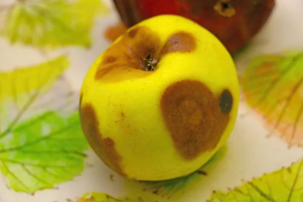 Elma Çürüklüğü (Apple Rot)