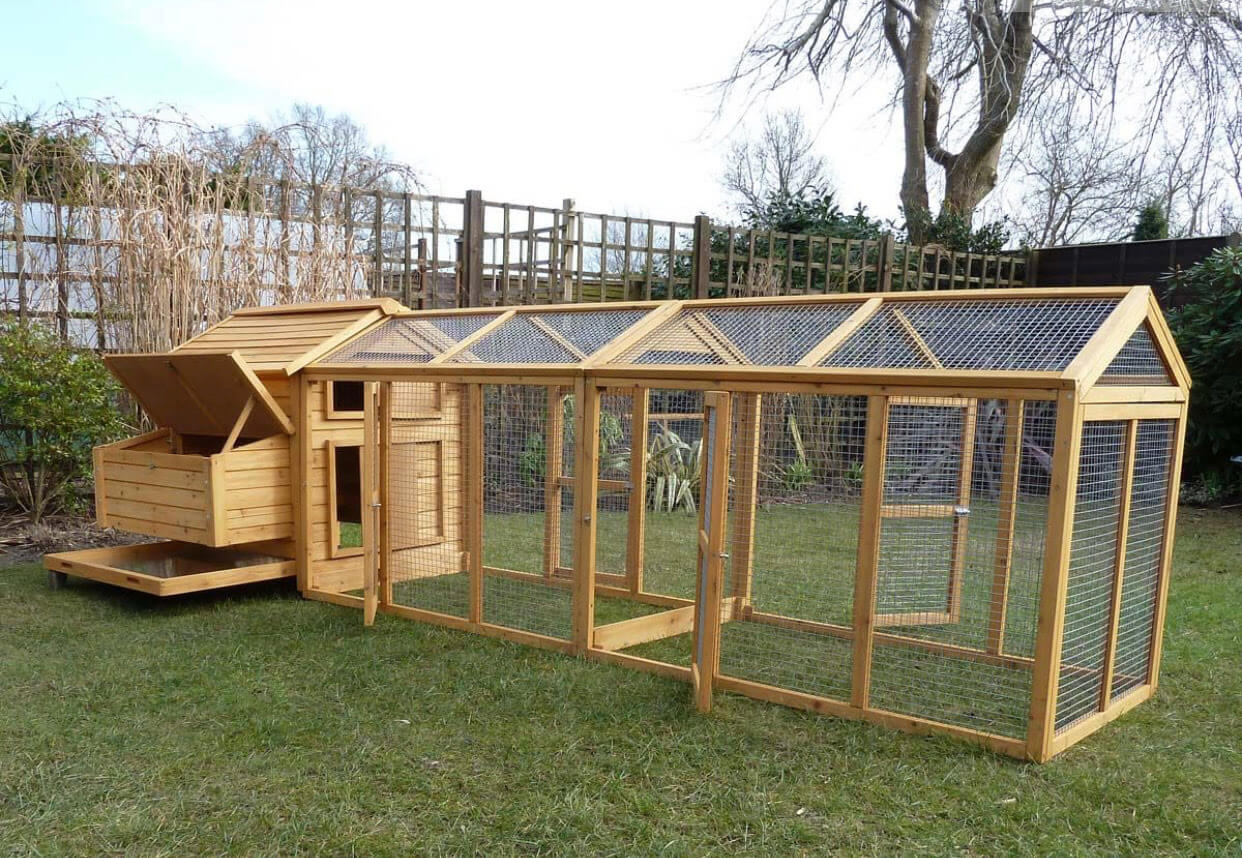 Evde Kümes Nasıl Kurulur? 