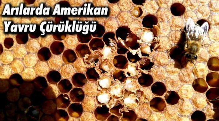 Amerikan Yavru Çürüklüğü
