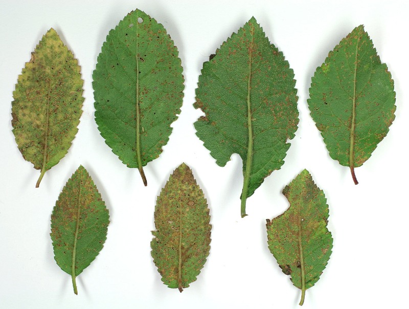 Erik Pası Hastalığı (Tranzschelia Pruni-spinosae (Pers.) Dietel)