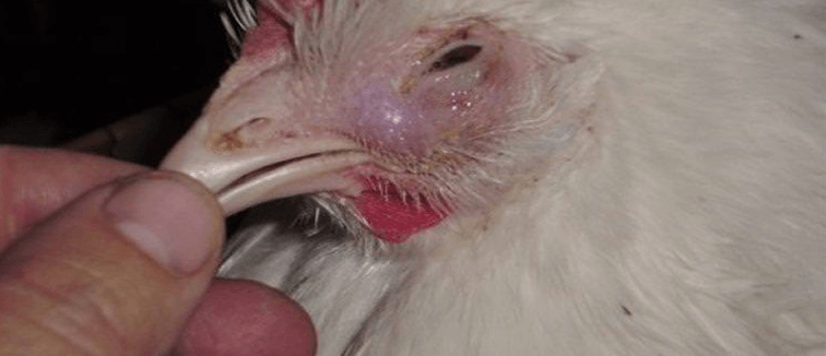 Tavuklarda En Sık Görülen Hastalıklar