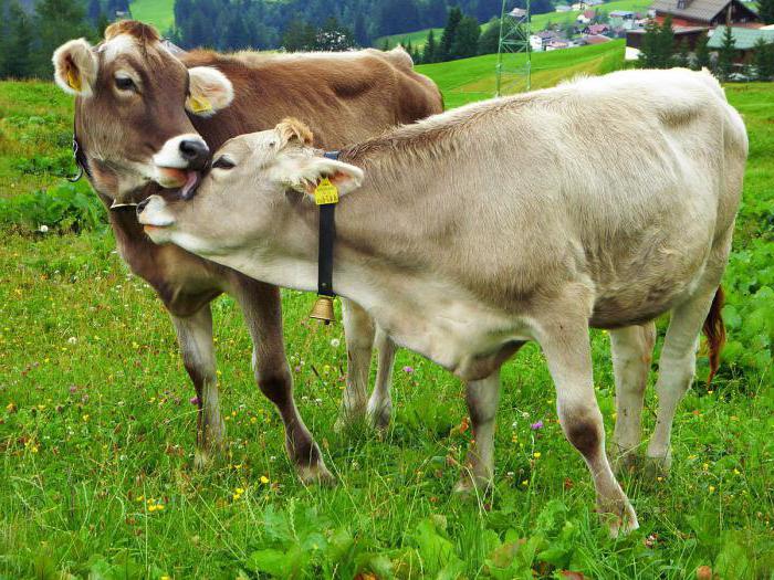 Et Ve Süt Sığırı Arasındaki Farklar