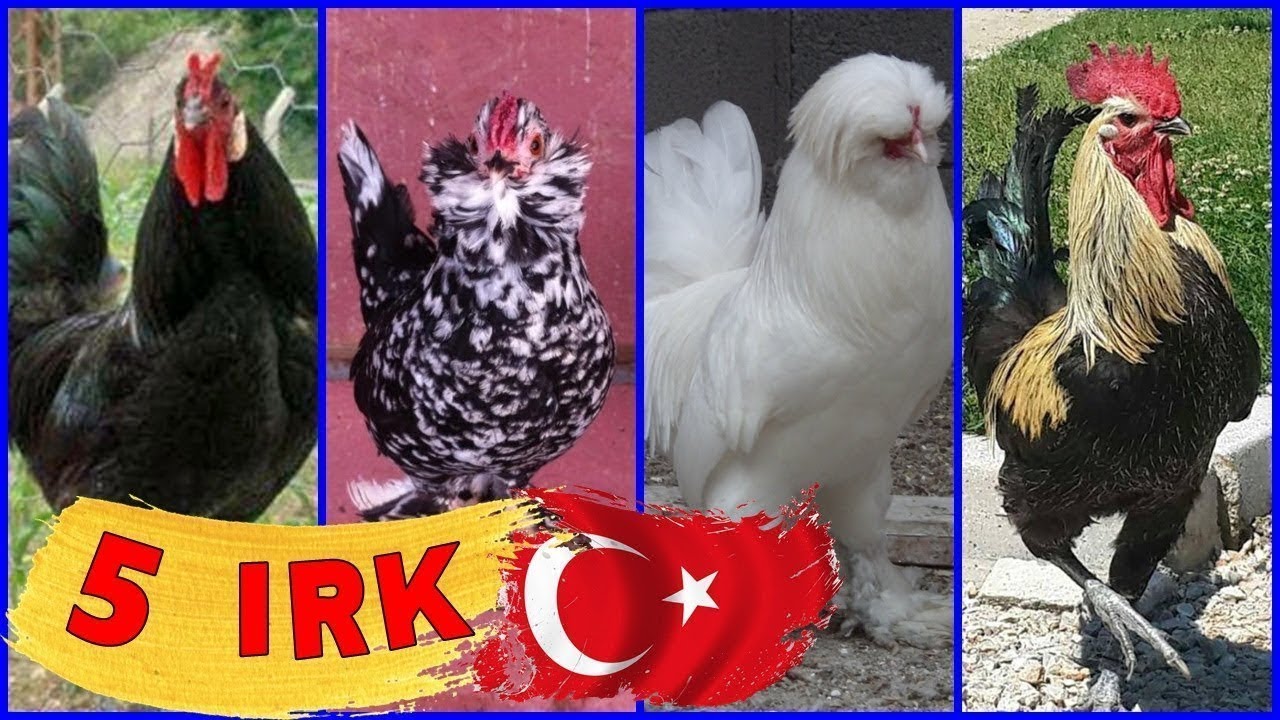 Yerli Tavuk Irkları