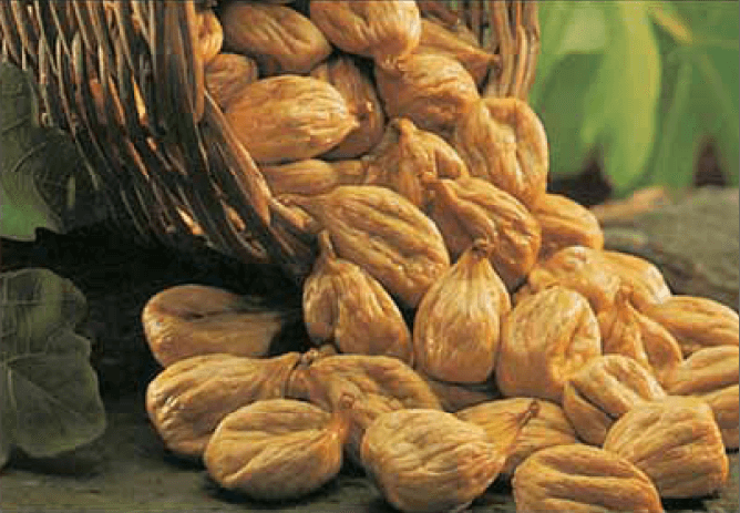 İncir Yetiştiriciliği Nasıl Yapılır?