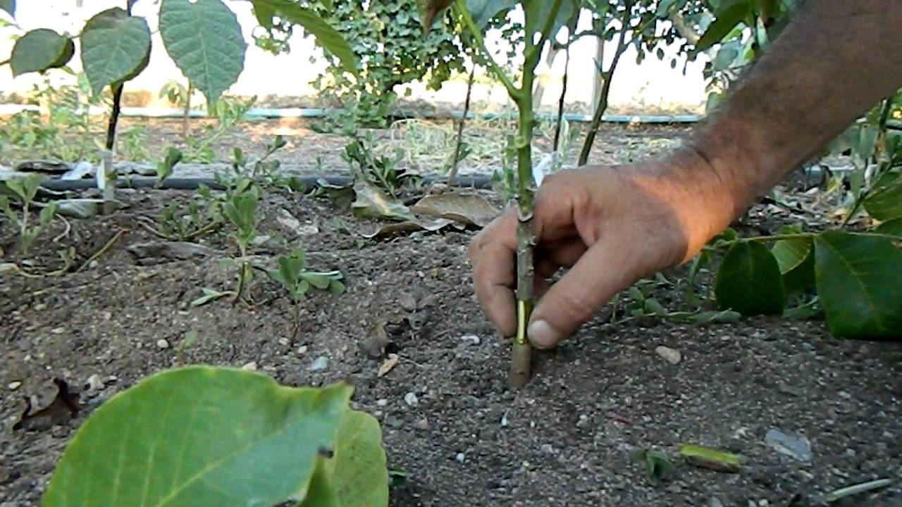 Göz Aşılarının Tutup Tutmadığını Nasıl Anlarız?