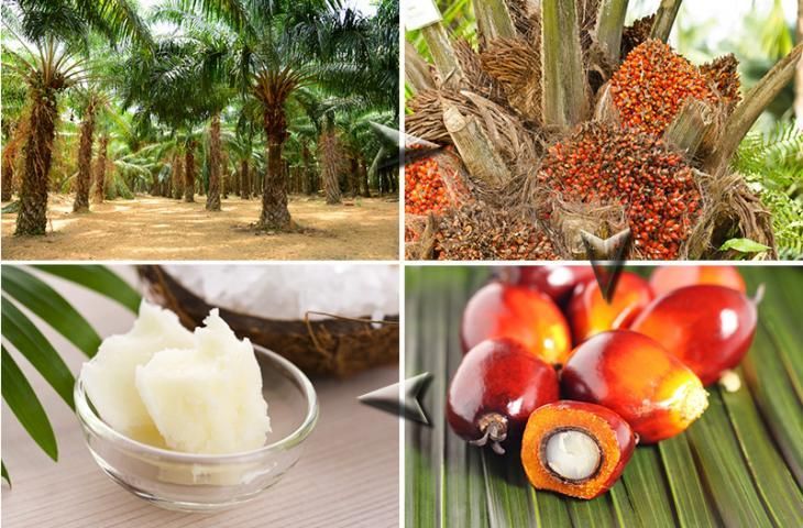 Palmiye Yağı Nedir, Sağlığa Zararları Nelerdir??