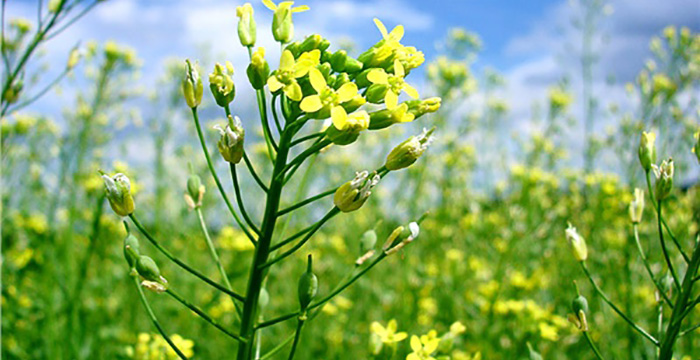 Ketencik (Camelina Sativa (L.) Crantz) Tarımı Nasıl Yapılır?