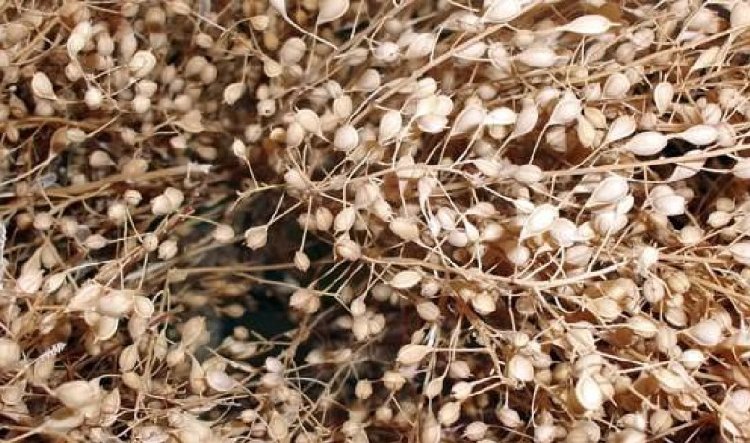 Keten Tarımı Nasıl Yapılır?