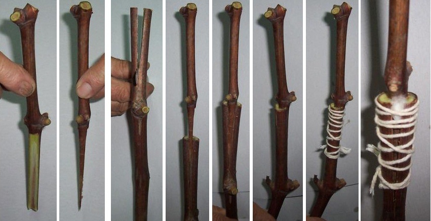 Bağda Aşılama Teknikleri Nelerdir?