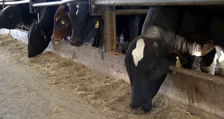 Hayvancılıkta Maliyet Analizi Nasıl Yapılır?