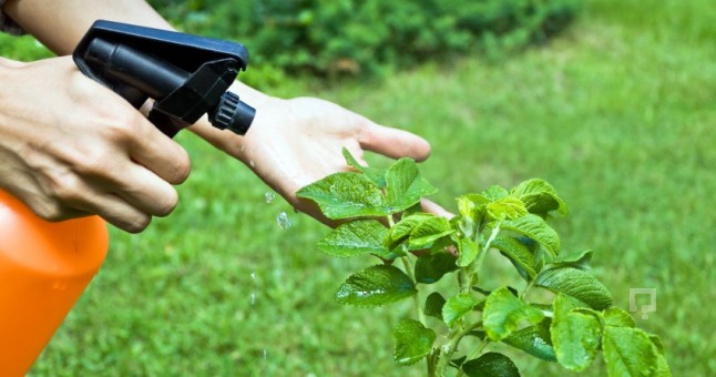 Ziraat Fakültesi Bölümleri Nelerdir?