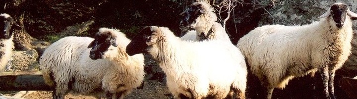 Ziraat Mühendisliği - Zootekni Bölümü Tanıtımı