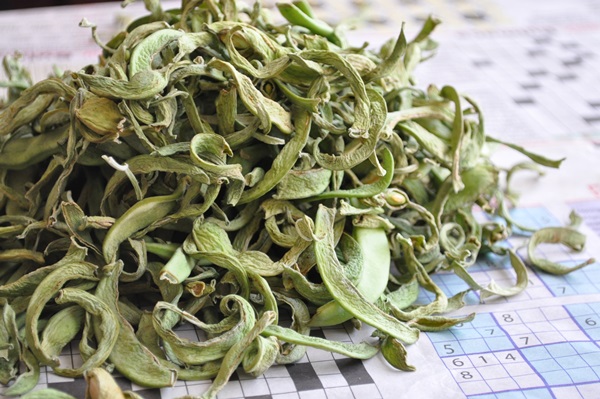 Fasulye Kurutma İşlemi Nasıl Yapılır?