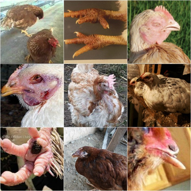 Tavuk Hastalıkları